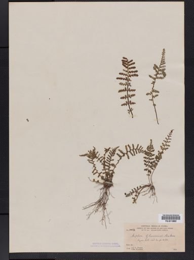 Asplenium