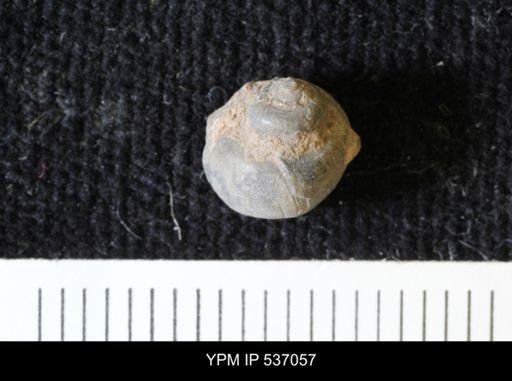 Viviparus montanaensis