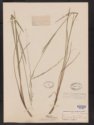 Glyceria borealis