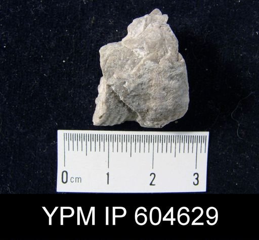 undet. Brachiopoda