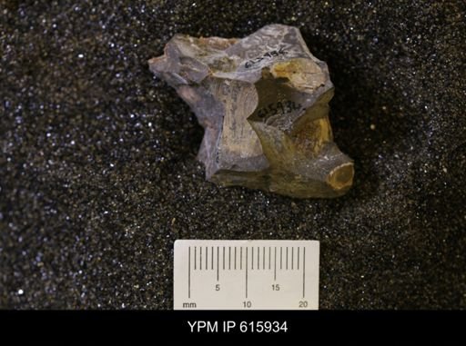 undet. Bivalvia
