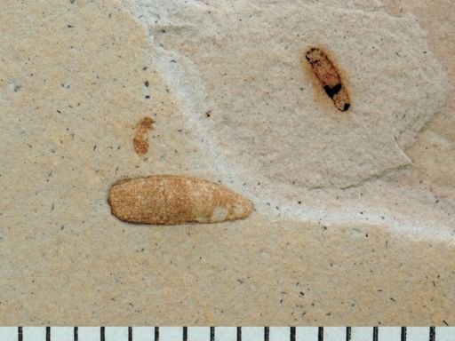 undet. Coleoptera