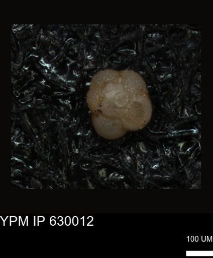 undet. Foraminiferida