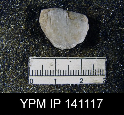 Marginifera typica