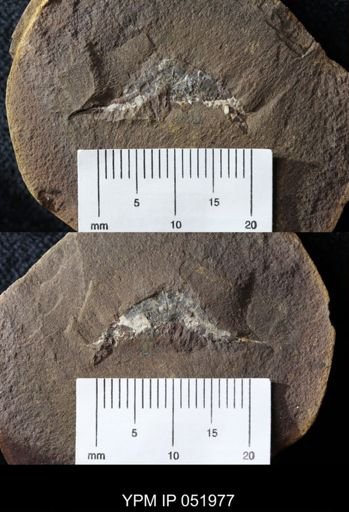 Palaeocaris typus