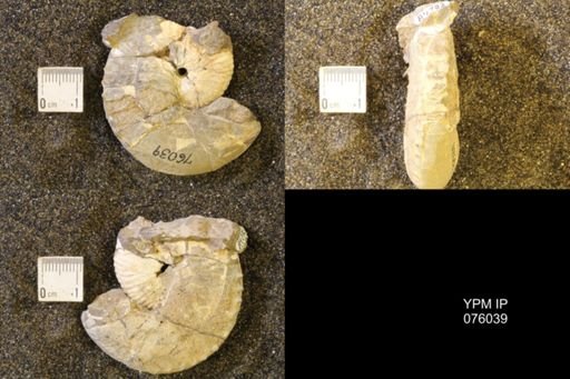 Hoploscaphites birkelundi