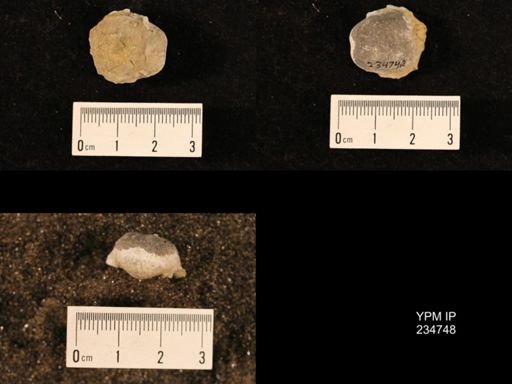 Marginifera splendens