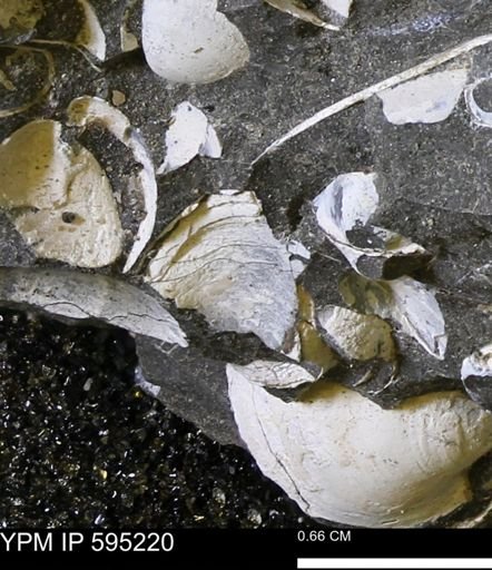 Protocardia sp.