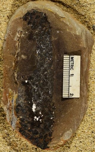 Pecopteris miltoni