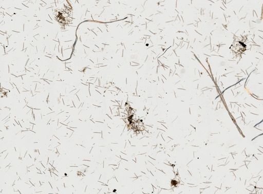 Callyspongia vaginalis