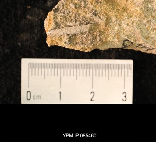 Archaeocidaris sp.