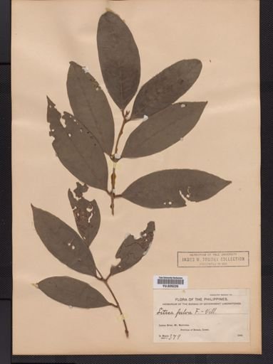 Litsea