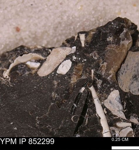 undet. Bivalvia