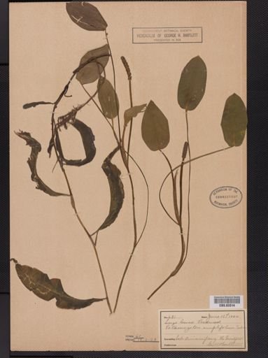 Potamogeton amplifolius