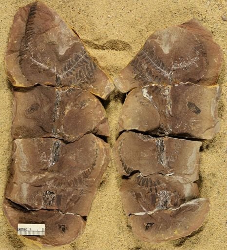 Pecopteris miltoni