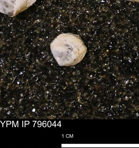 Spisula elliptica
