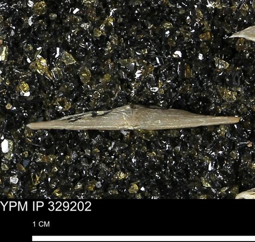 Pholidostrophia iowaensis