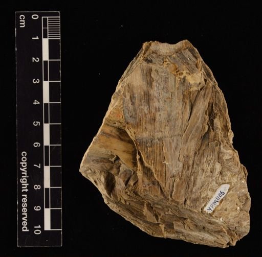 Neocalamites carreri
