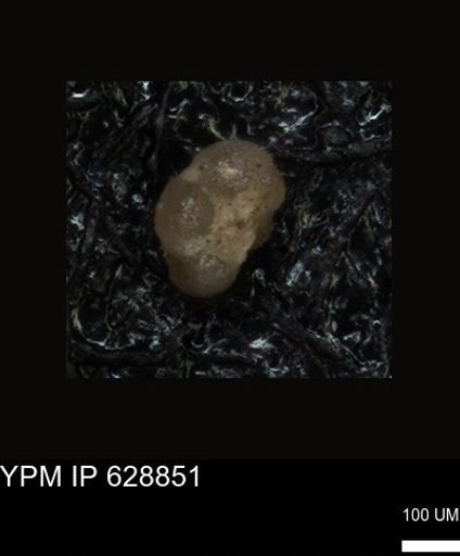 undet. Foraminiferida