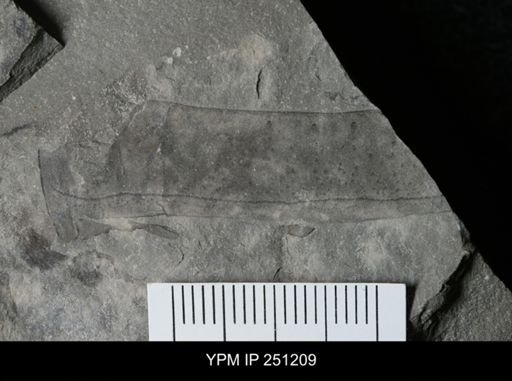 undet. Eurypterida