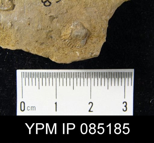 Atrypa reticularis