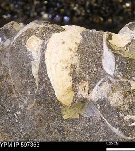 Limopsis striatopunctatus