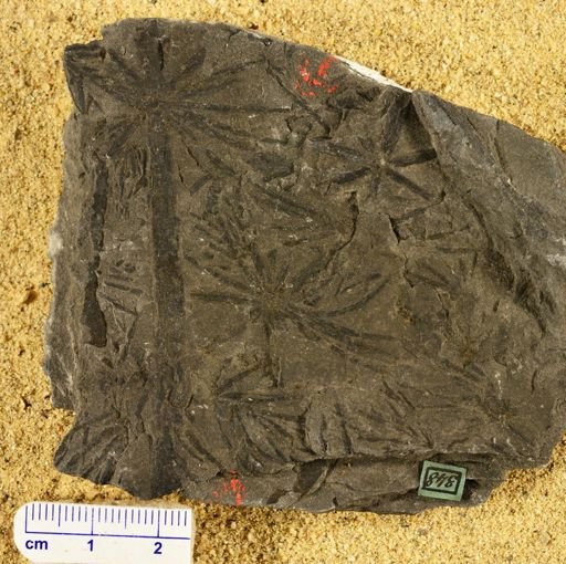 Annularia radiata