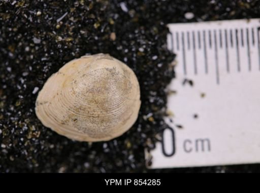 Limopsis striatopunctatus