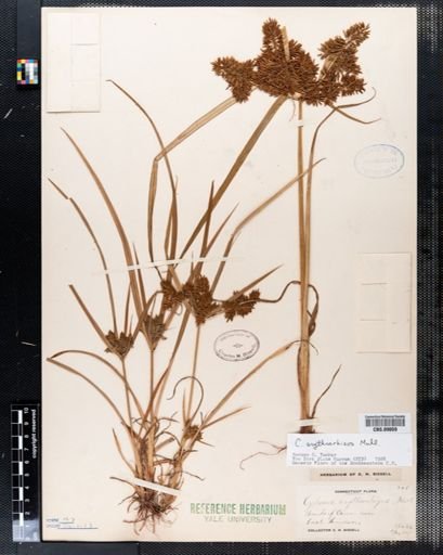 Cyperus erythrorhizos