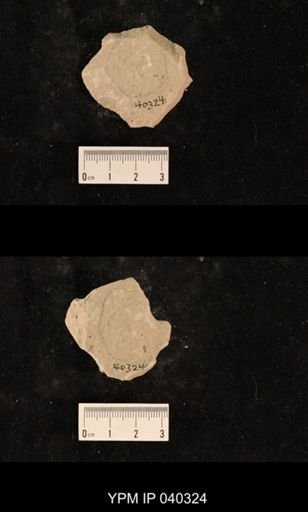 Paraprisca fragilis