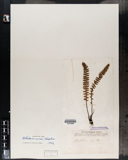 Notholaena