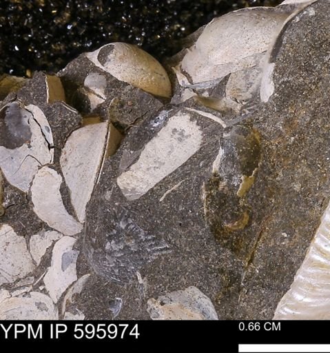 undet. Bivalvia