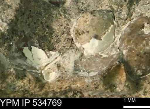 Protocardia subquadrata