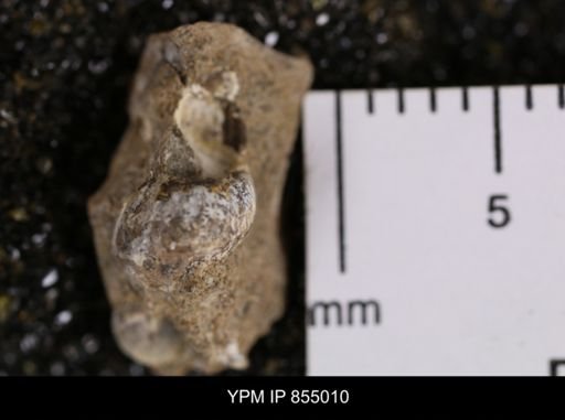 undet. Gastropoda