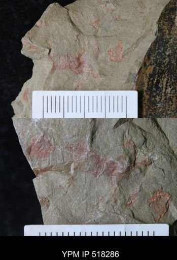 Thelxiope sp.