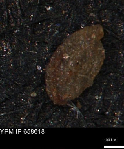 Miliammina manitobensis