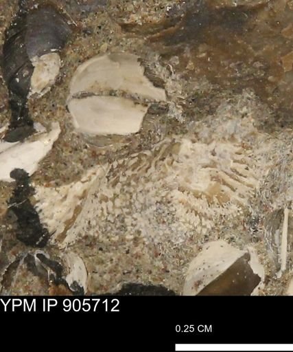 Micrabacia sp.