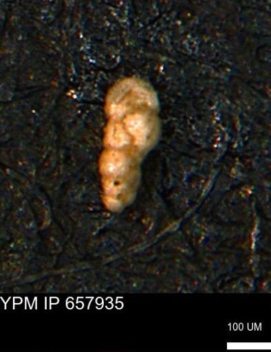 Verneuilinoides kansasensis