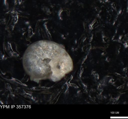 undet. Foraminiferida