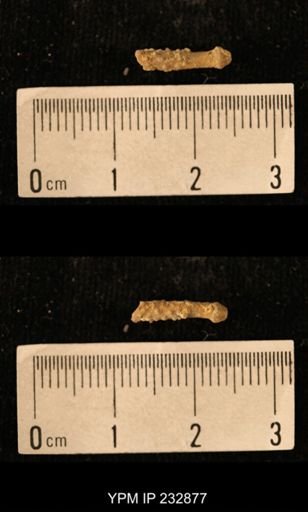 Archaeocidaris sp.