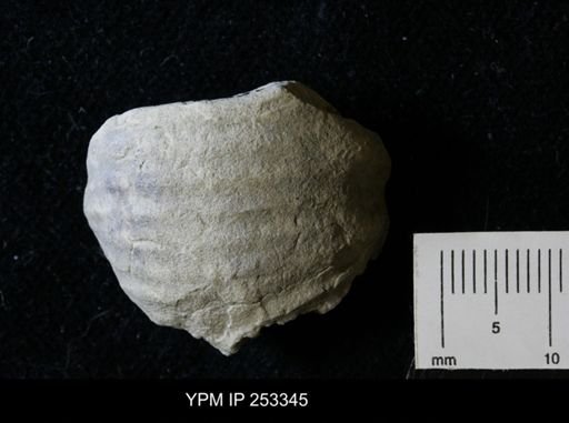undet. Scaphitidae