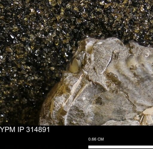 undet. Mollusca