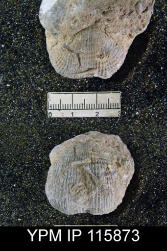 Productus hessensis