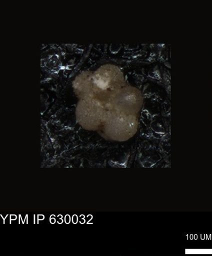 undet. Foraminiferida