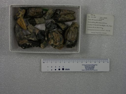 Coryphodon sp.