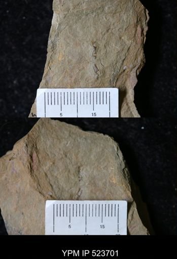 undet. Arthropoda