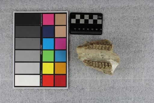 Protoceras celer