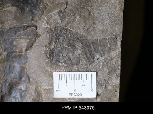 Eurypterus