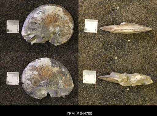 Sphenodiscus lenticularis