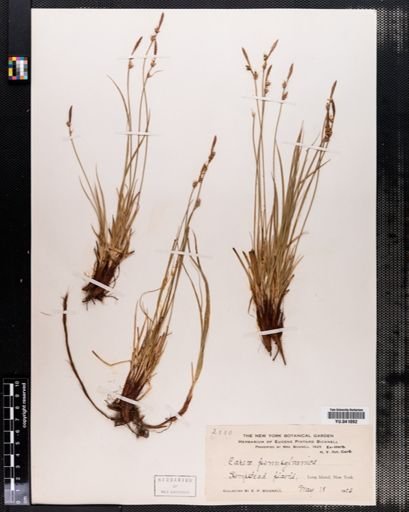 Carex pensylvanica